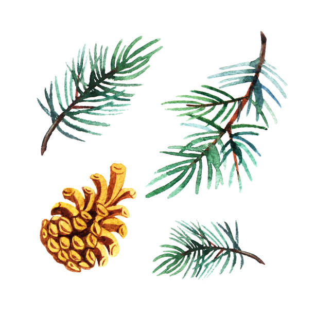 ●白い背景にコーンを分離した松枝の手描き水彩イラストセット。 - pine tree pine cone branch isolated点のイラスト素材／クリップアート素材／マンガ素材／アイコン素材