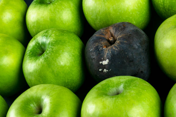 zgniłe jabłko i świeże jabłko. koncepcja korupcji. pojęcie złych ludzi w społeczeństwie. zgniłe jabłko otoczone świeżym. - apple rotting bad apple fruit zdjęcia i obrazy z banku zdjęć