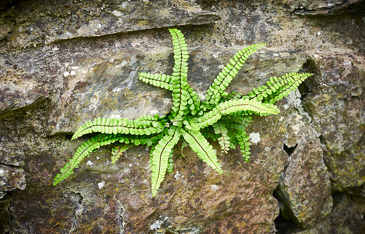 Fern growing on stones. A cluster of healthy vibrant green ferns Polypodium grows from a rock shows green fronds and beauty of nature. Summer concept.