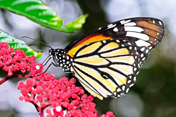 istock Butterfly drinking juice from flower. 1178487662