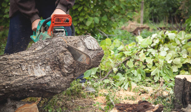 istock Man cutting wood with a chainsaw. 1178487666
