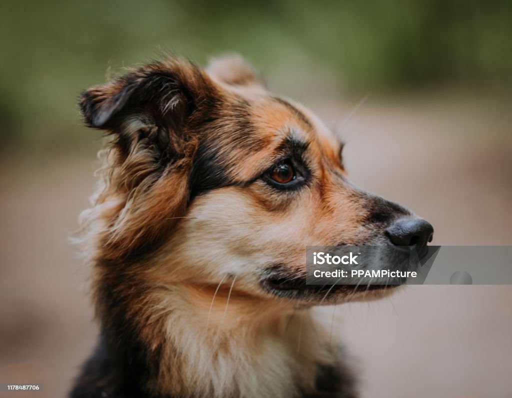 Портрет собаки - Стоковые фото Без людей роялти-фри Портрет собаки - Стоковые фото Без людей роялти-фри