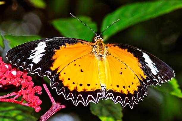 istock Butterfly spreading wings on red flower. 1178487873