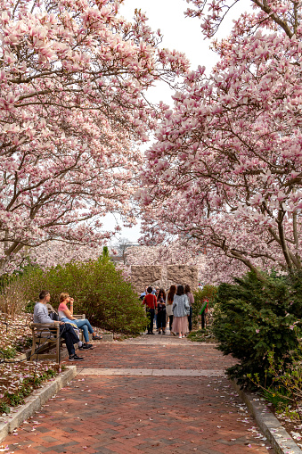 During National Cherry Blossom Festival, Tourists are visiting The Moongate Garden near S. Dillon Ripley Center in Washington, USA.