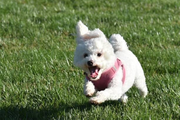 istock Cute Maltipoo Running in the Wind 1178488718
