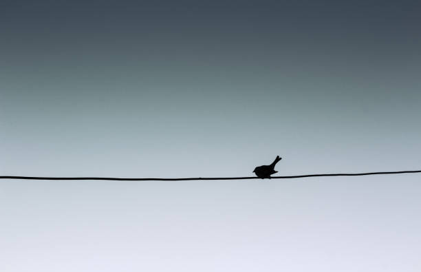 Photograph of a bird silhouette resting on a wire