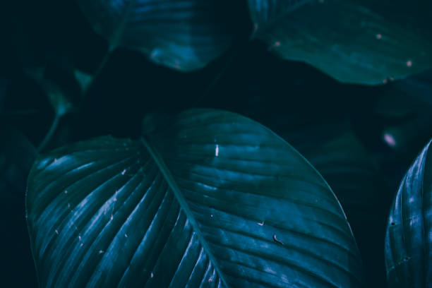 istock Selective focus closed up tropical summer green leaf dark tone background 1178489701