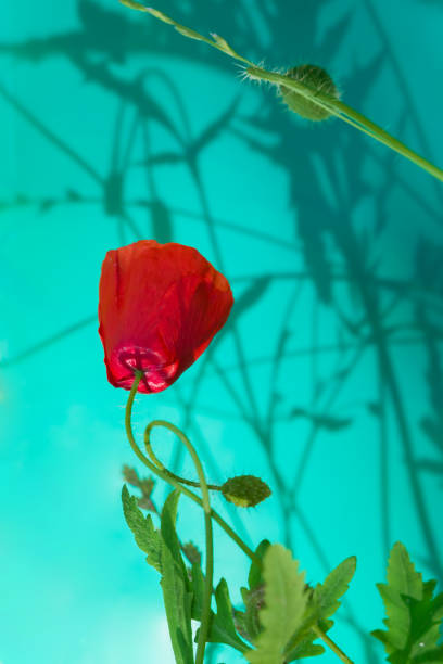 istock Red poppy on delicate turquoise background with shadows and water drops. Beautiful artistic image, blank for postcards, 1178489802