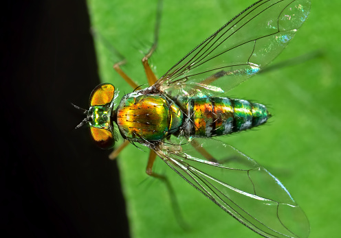 Macro Photography of Beautiful Long-Legged Fly on Green Leaf
