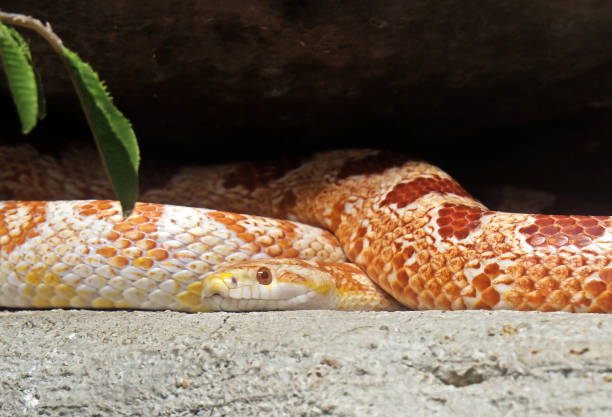 istock Close up Corn Snake Coiled Isolated on Nature Background 1178490775