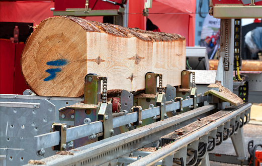 Woodworking, lumber, a large pine log is fixed on the flyover of a modern automatic sawmill.