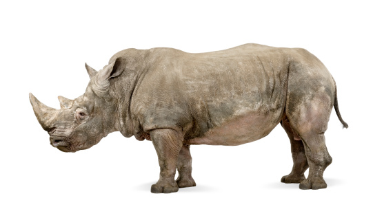 White Rhinoceros - Ceratotherium simum ( +/- 10 years) in front of a white background.