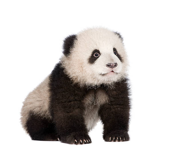 istock Giant Panda (6 months) - Ailuropoda melanoleuca 117849344
