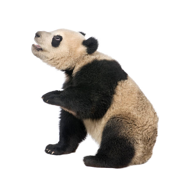 istock Giant Panda (18 months) - Ailuropoda melanoleuca 117849348