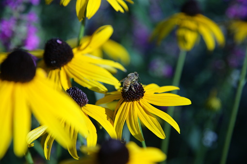 honey bee resting in middle of a few lazy susans