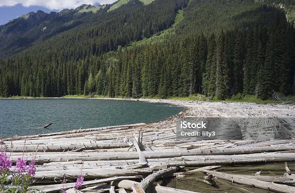 Am Duffey Lake und Cayoosh Creek mit toten Bäumen - Lizenzfrei Abgestorbene Pflanze Stock-Foto