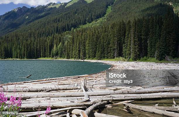 Am Duffey Lake Und Cayoosh Creek Mit Toten Bäumen Stockfoto und mehr Bilder von Abgestorbene Pflanze - Abgestorbene Pflanze, Abholzung, Anhöhe