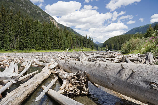istock Duffey Lake and Cayoosh Creek with dead Trees 117849601