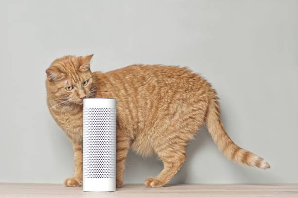 istock Cute ginger cat looking curious to a voice controlled smart speaker. 1178496927