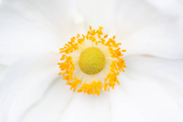 Anemone hupehensis white flower An image of a Anemone hupehensis white flower japanese anemone windflower flower anemone flower stock pictures, royalty-free photos & images