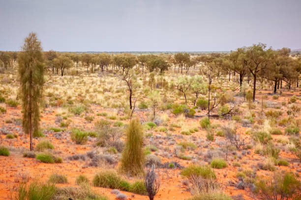 istock landscape scenery of the Australia outback 1178497137