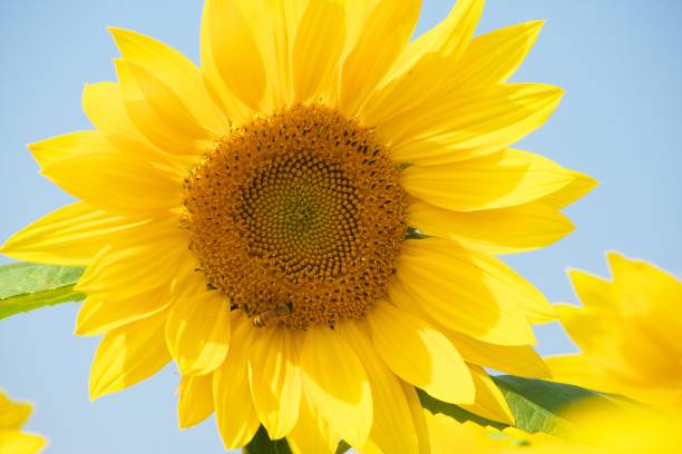 istock Pallet Hill Sunflower Field 1178497300