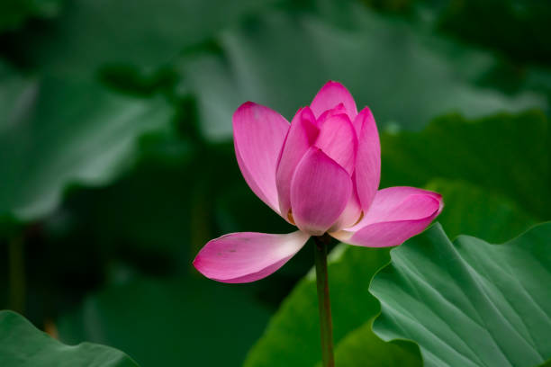 pink lotus close-up - single flower macro lotus close up imagens e fotografias de stock