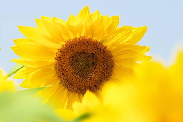 istock Pallet Hill Sunflower Field 1178497929