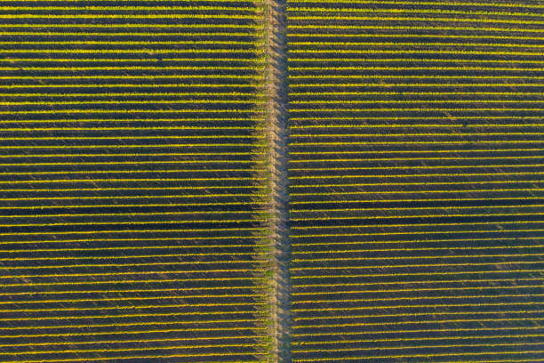 istock Top drone view of a vineyard at autumn 1178498645
