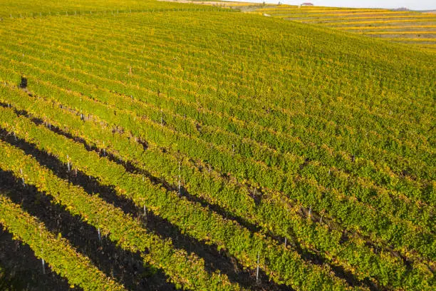 Top view of a vineyard at autumn. Aerial drone shot