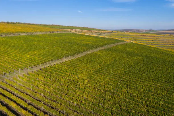 Aerial view of a vineyard plantation in late afternoon lights in Europe. Drone shot
