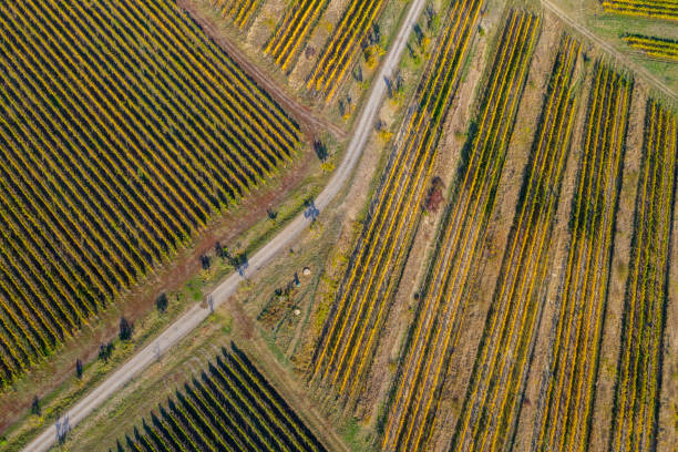 istock Aerial view of vineyard 1178498669