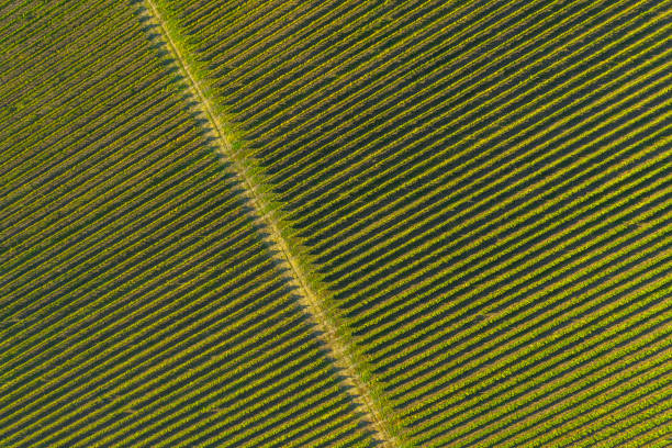 istock Top drone view of a vineyard at autumn 1178498680