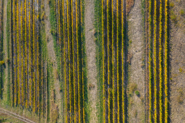 istock Aerial view of vineyard 1178498686