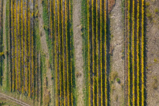 Aerial view of a vineyard plantation in late afternoon lights in Europe. Drone shot