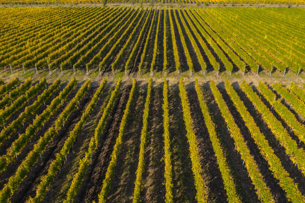 istock Aerial view of vineyard 1178498693
