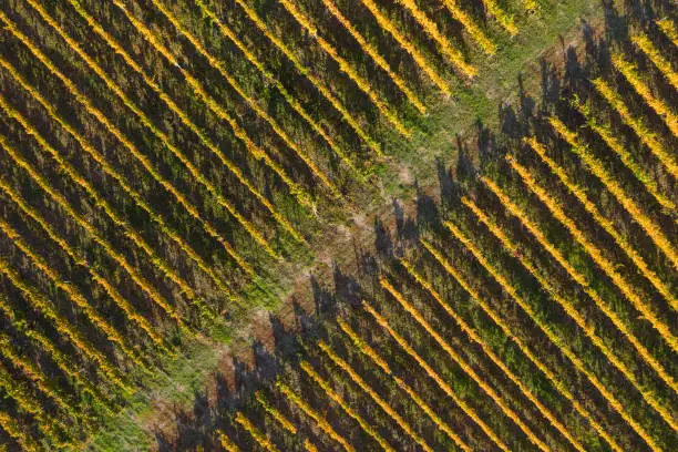 Aerial view of a vineyard plantation in late afternoon lights in Europe. Drone shot