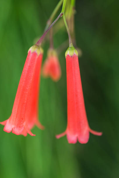 istock Mexican ornamental flower called fountainbush 1178499740
