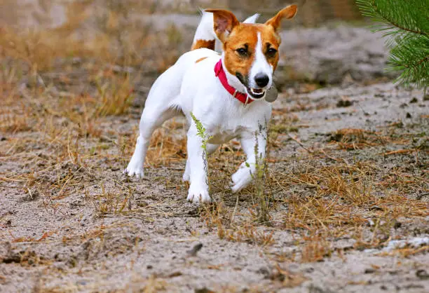 Photo of Jack Russell Terrier runs forward against the sun on a forest path Autumn walk, pet