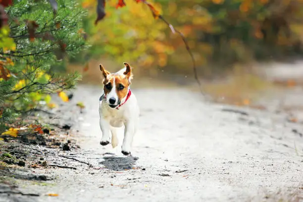 Photo of Jack Russell Terrier runs forward against the sun on a forest path Autumn walk, pet