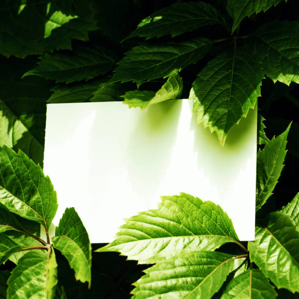 istock Blank white paper on a green leaves. Top view 1178501011