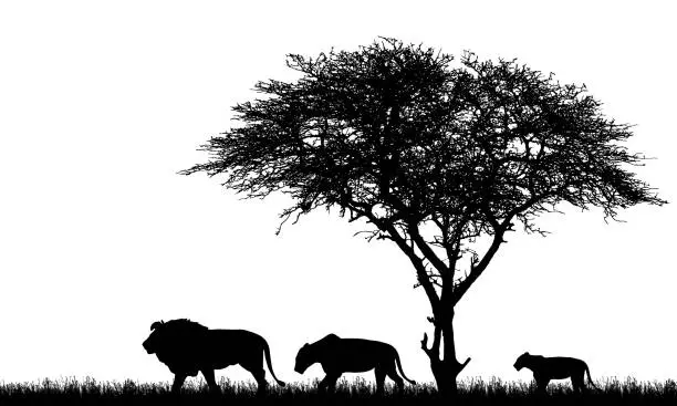 Vector illustration of Realistic illustration of silhouette African safari landscape with tree, lions family, lioness and lion cub and grass on savanna - vector