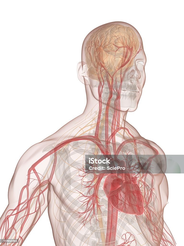 Cervello umano - Foto stock royalty-free di Anatomia umana