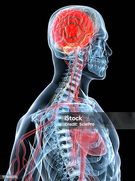 Headache Stock Photo - Download Image Now - Anatomy, Biology, Cerebellum