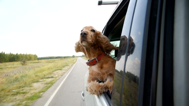 The dog rides in the car and looks out the open window.