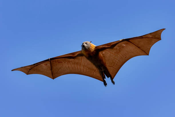 Grey-headed Flying Fox (Pteropus poliocephalus) in flight Grey-headed Flying Fox (Pteropus poliocephalus) in flight flying fox photos stock pictures, royalty-free photos & images