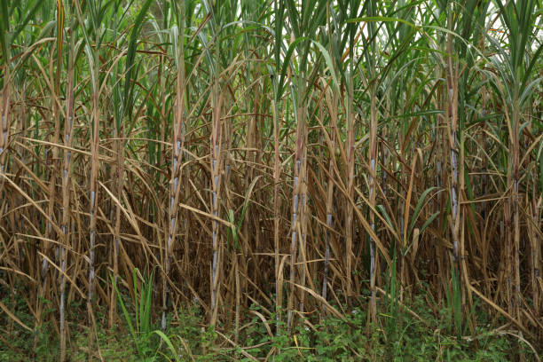 istock Sugarcane plants grow in field 1178505834