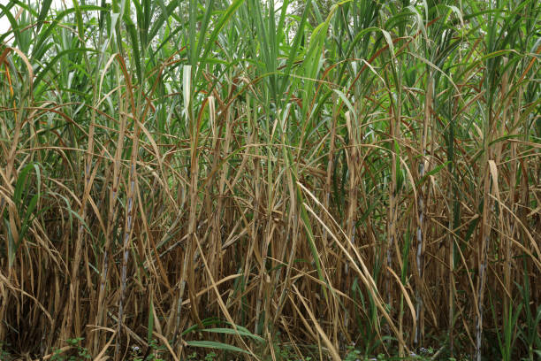 istock Sugarcane plants grow in field 1178506417