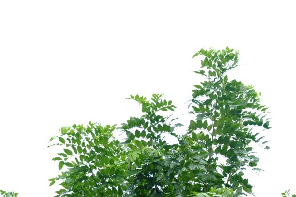 istock Tropical tree leaves on white isolated background 1178507391