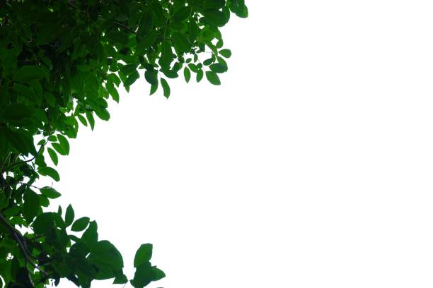 istock Tropical tree with leaves branches growing in a garden on white isolated background 1178508213